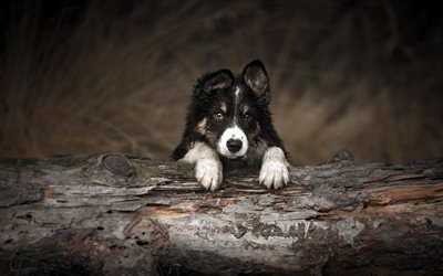 border collie, puppy in the forest, cute little black dog, pets, cute animals, dogs