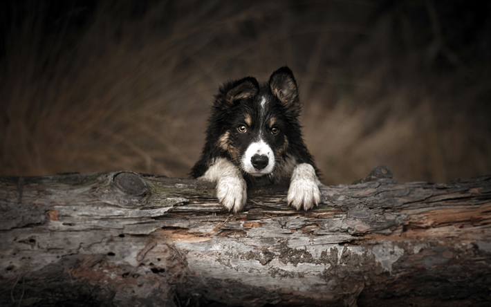 border collie, cachorro na floresta, cute little black dog, animais de estima&#231;&#227;o, animais fofos, cachorros