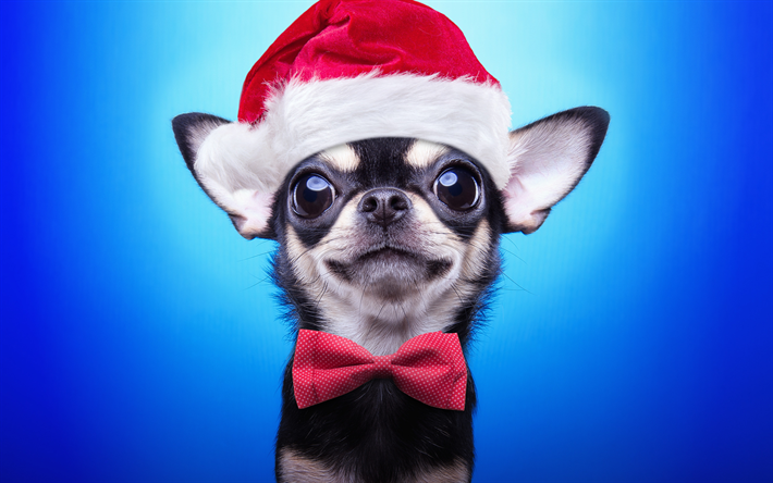 Chihuahua, Papai Noel, Ano Novo, Natal, vermelho chap&#233;u de Papai noel, animais fofos, cachorros