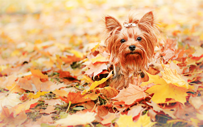 Yorkie, autunno, bokeh, Yorkshire Terrier, un cane con fiocco, simpatici animali, animali domestici, cani, Yorkshire Terrier Cane