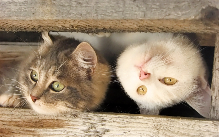 gatos british shorthair, animais fofos, amigos, gatos, caixa de madeira
