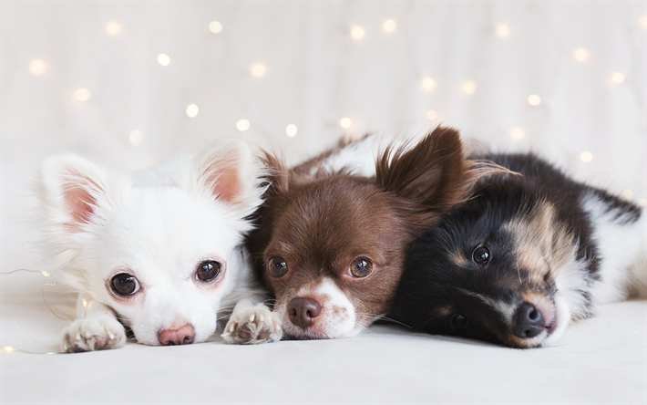 Chihuahua, different puppies, cute little dogs, border collie, friendship concepts