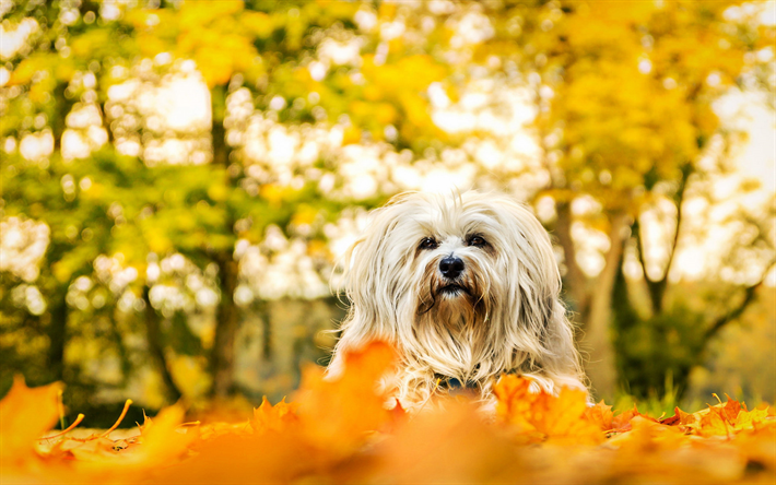 Havana Bichon, autumn, pets, white Havanese, bushes, running dog, HDR, Bichon Havanese, dogs, fluffy dog, cute animals, Havana Bichon Dog, Havanese