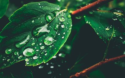 قطرات الماء على الورقة الخضراء, الطَبيعَة, البيئة, قطر الندى, الورقة الخضراء (Green Leaf), اعتني بالطبيعة