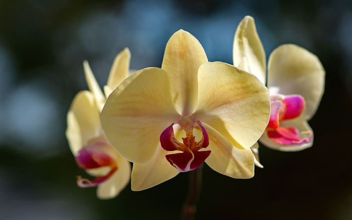 yellow orchids, tropical flowers, orchid branch, yellow flowers, orchids, beautiful flowers, Orchidaceae