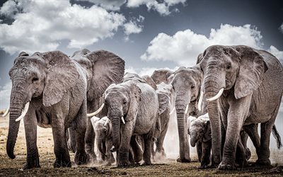 manada de elefantes, elefantes cinzentos, África, pequeno elefante, vida selvagem, família de elefantes, elefantes