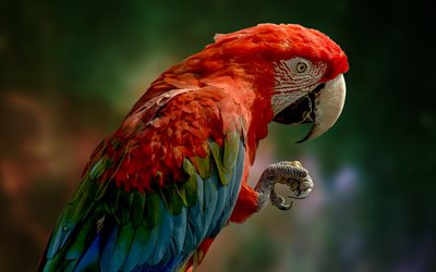 Ara rouge, perroquet rouge, oiseaux tropicaux, ara, perroquets, grand perroquet rouge