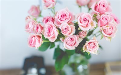 ros bukett, rosa rosor, vackra blommor, rosor