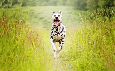 Dalmatian, meadows, dogs, run