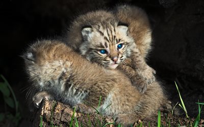 bobcat, 4K, yavruları, mavi g&#246;zl&#252;, sevimli hayvanlar