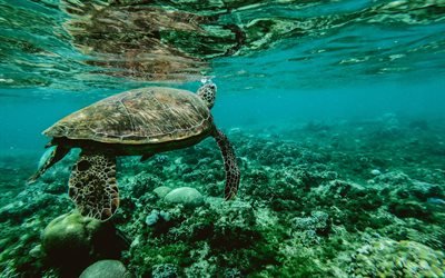 4k, turtle, underwater, sea, wildlife, Testudines