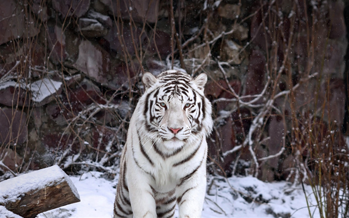 tigre blanco, invierno, depredador, gatos salvajes, tigres