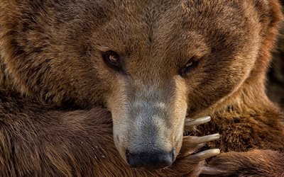 grizzly bear, large brown bear, wildlife, portrait, predator, USA