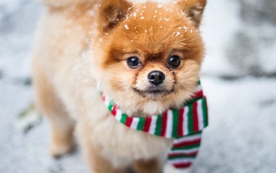 Pomeranian Spitz, little cute dog, winter, snow, pets