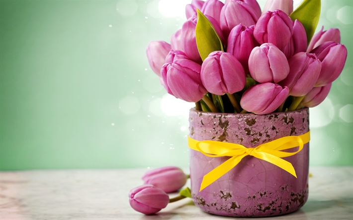 tulipani rosa, arco, primavera, 8 marzo, pentola, tulipani