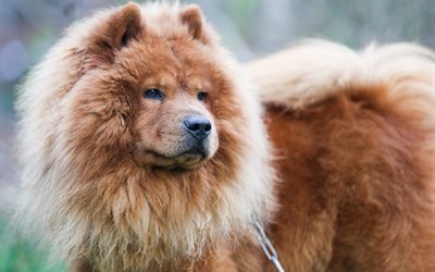 Chow Chow, fluffy dog, puppy, pets, Chow-Chow, cute dog, dogs, Chow Chow Dog