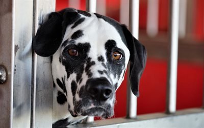 Dalmatian, portrait, spotted dog, pets, large dog, breeds of dogs