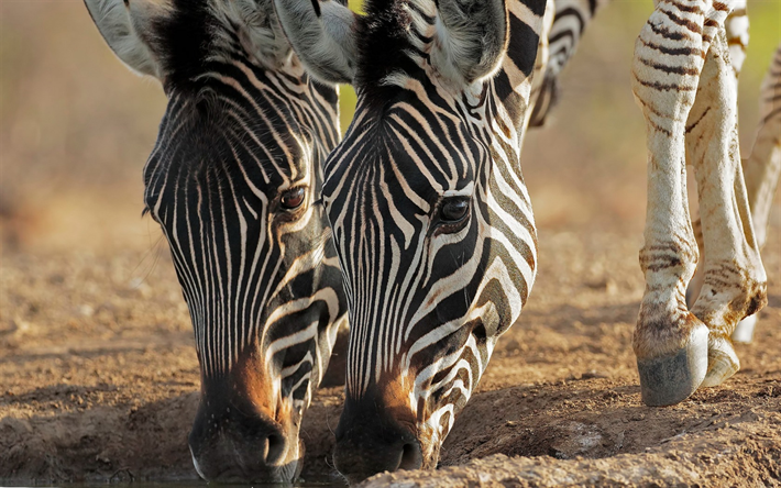 zebra, Africa, wildlife, large animals