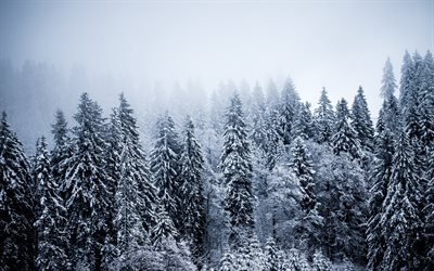 vinterlandskap, skogen, sn&#246;, vinter, sn&#246;kl&#228;dda tr&#228;d, berg