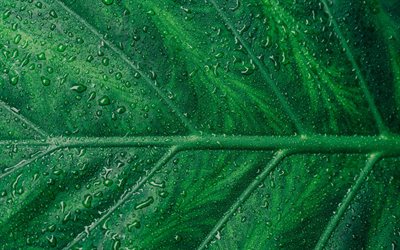 folha verde textura, folha com gotas de &#225;gua, texturas naturais, folha verde, ecologia, meio ambiente