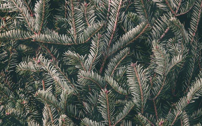 tree texture, spruce texture, spruce branches texture, natural texture, background with spruce branches