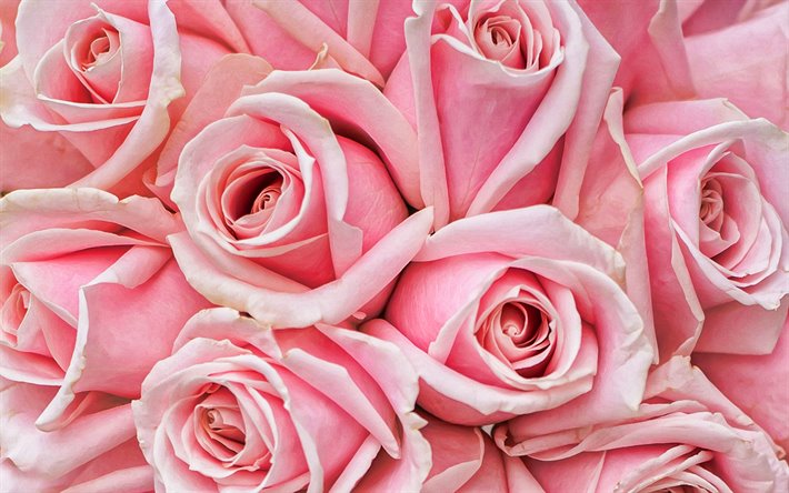 pink roses, macro, pink flowers, bokeh, roses, buds, pink roses bouquet, beautiful flowers, backgrounds with flowers, pink buds