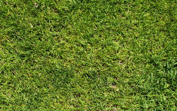 la hierba verde de la textura, la hierba verde de fondo, la textura natural, verde hierba
