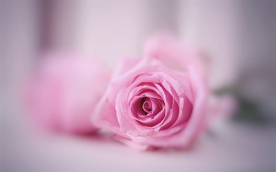 Rose, bouton de rose, de belles fleurs, des roses roses