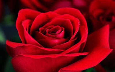 red rose, bud, close-up, petals, roses