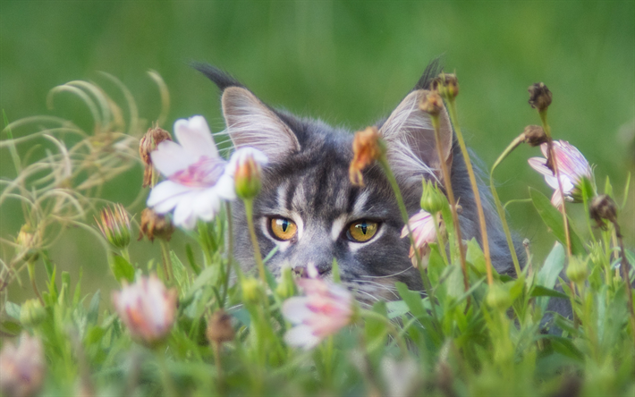 gatto grigio in erba, peloso gatto, animali domestici, gatti, verde, erba