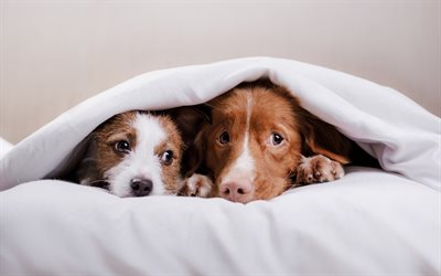 dogs under the blanket, Australian Shepherd, puppy, friendship concepts
