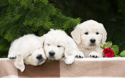golden retriever, puppies, labradors, dogs, pets, small labradors, cute dogs