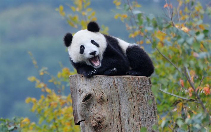 pandas, tree, cute animals, small panda, zoo, Ailuropoda