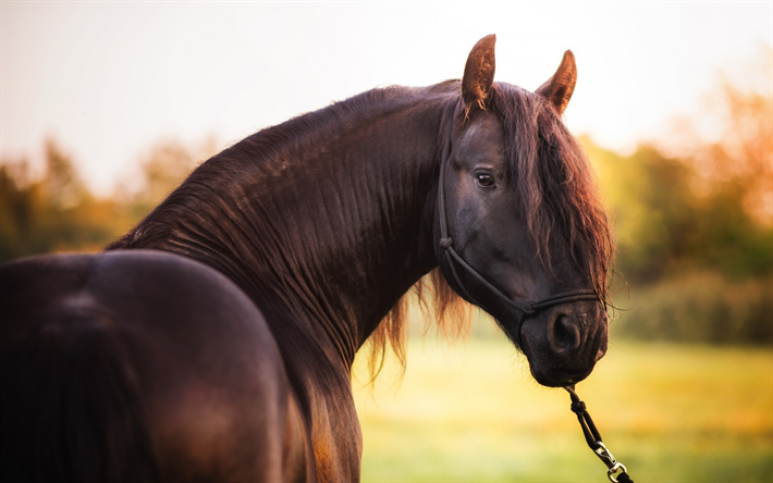 lataa kuva iso ruskea hevonen, ranch, farm, kaunis hevonen