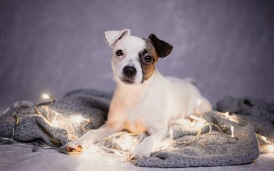 Jack Russell Terrier, puppy, pets, dogs, cute animals, Jack Russell Terrier Dog