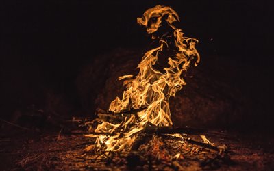 bonfire, flame, fire, night, camp, burning tree