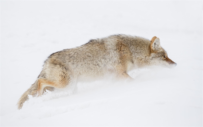 Coiote, 4k, a vida selvagem, predadores, Canis latrans, O Parque Nacional De Yellowstone