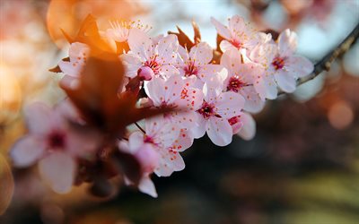 cherry blossom, pink flowers, cherry branches, first flowers, spring, spring flowering