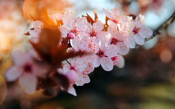 fleur de cerisier, rose, fleurs de cerisier, les branches, les premi&#232;res fleurs, le printemps, les cerisiers en fleur, floraison de printemps