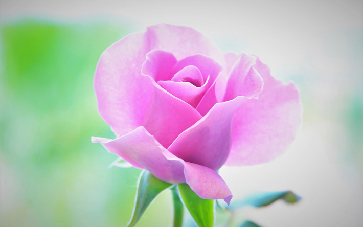 vaaleanpunainen ruusu, nousi bud, kaunis vaaleanpunainen kukka, kukka tausta, rose
