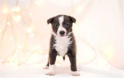small black and white puppy, cute animals, small dog, pets