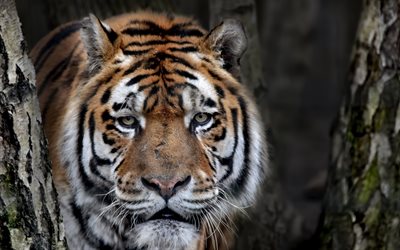large tiger, portrait, wildlife, predator, tigers, dangerous beast