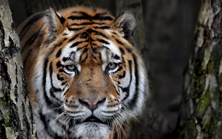 Download Wallpapers Large Tiger Portrait Wildlife