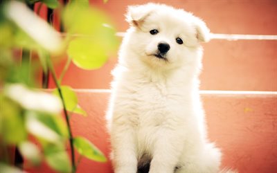 Samoyed C&#227;o, 4k, filhote de cachorro, animais fofos, branca filhote de cachorro, cachorros, animais de estima&#231;&#227;o, Samoyed