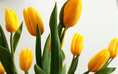 tulipanes amarillos, primavera, flores de la primavera, de flores amarillas, flores de fondo