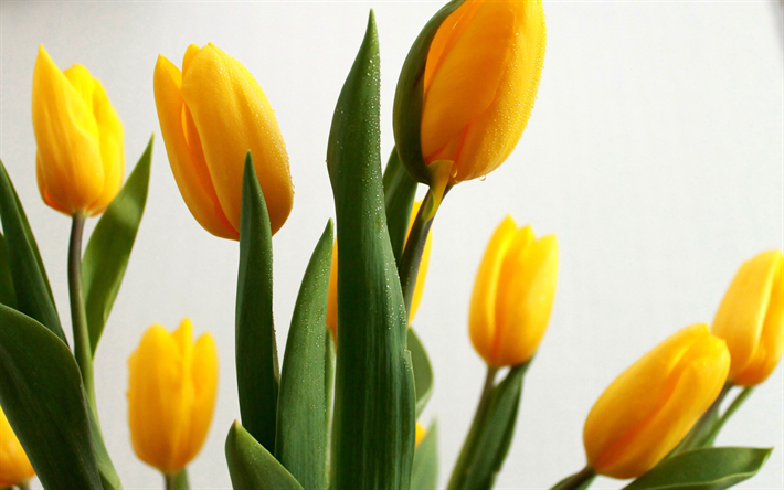 tulipes jaunes, printemps, fleurs de printemps, fleurs jaunes, de fleurs d&#39;arri&#232;re-plan