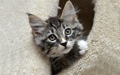 small gray kitten, maine coon, cute animals, gray cat, domestic cats