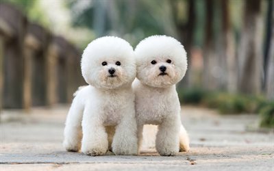 Poodle Dogs, pets, funny dogs, white Poodle, dogs, cute animals, Poodle