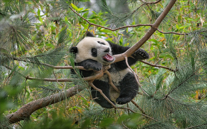 funny panda, tree, zoo, cute animals, small panda, pandas, Ailuropoda