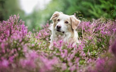 Golden Retriever, lavender, cute dogs, pets, bokeh, dogs, Golden Retriever Dog, cute animals